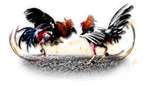 sabung ayam